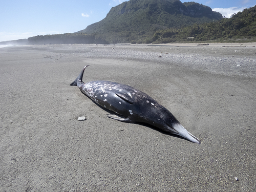 ミナミオウギハクジラ