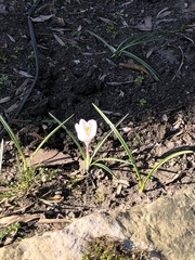 Crocus vernus