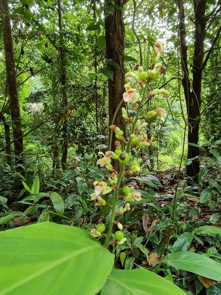 Riềng rừng – Alpinia conchigera
