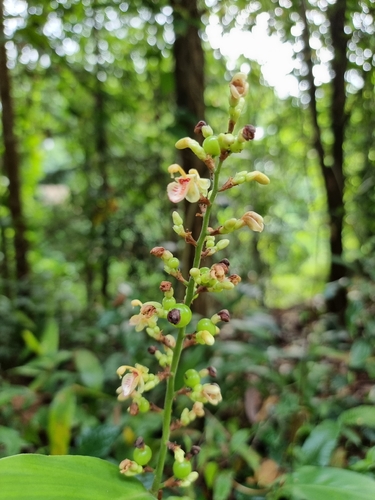 Alpinia conchigera, photograph 2