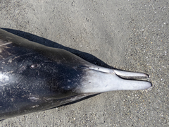Mesoplodon grayi