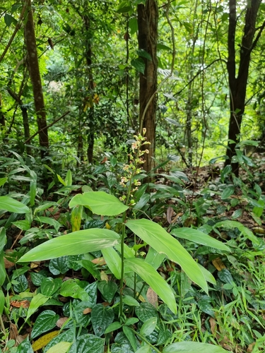 Alpinia conchigera, photograph 3