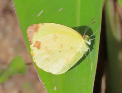 Pyrisitia dina westwoodi