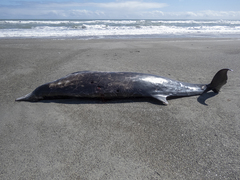 Mesoplodon grayi
