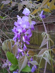 Wisteria