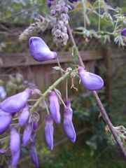 Wisteria