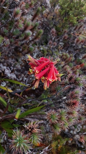 Tasmanian Christmas bells (Blandfordia punicea)