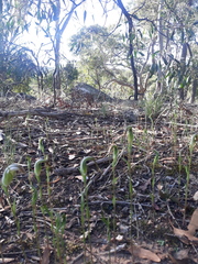 Pterostylis ampliata