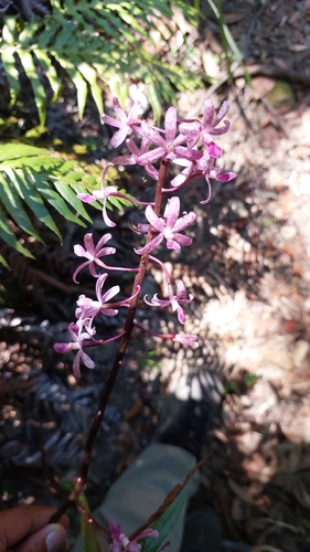 Dipodium roseum, photograph 6