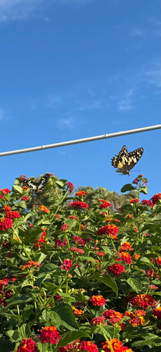 Lime Swallowtail