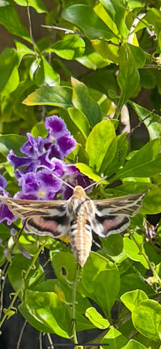 Australian Striped Hawk Moth