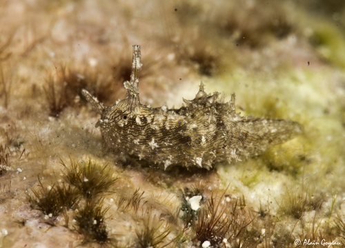 Stylocheilus polyomma