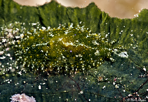 Petalifera ramosa