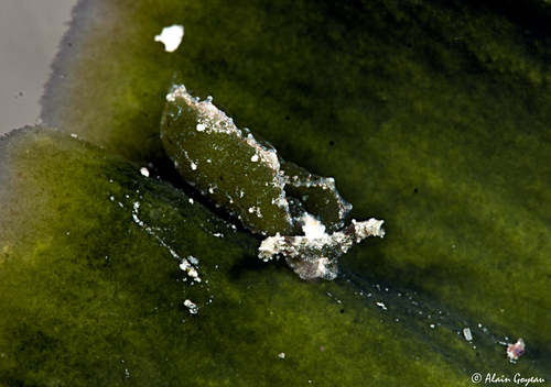Elysia zuleicae