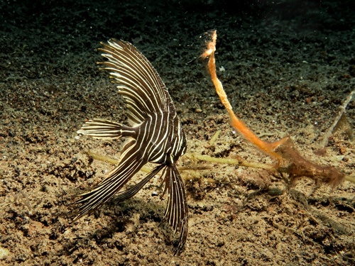 Batavia batfish (Platax batavianus) — Ephippidae — 2