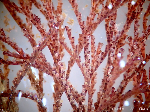 brown bryozoan