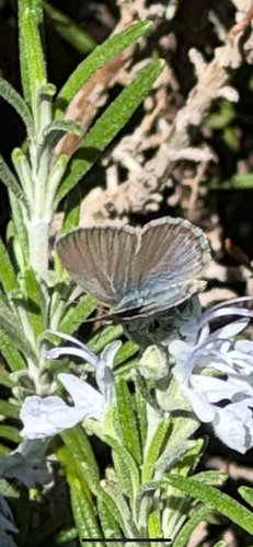 Lesser Grass Blue