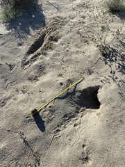 Dipodomys deserti