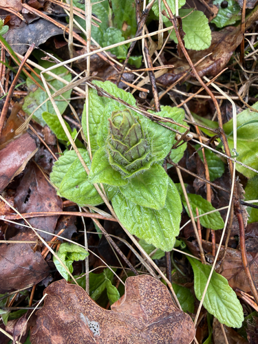 carpet bugle