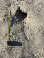Dipodomys deserti