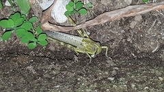 Anacridium aegyptium