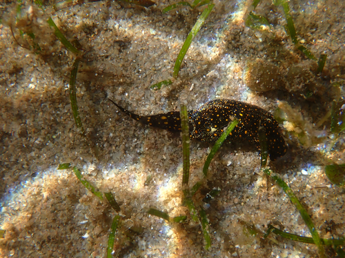 Mariaglaja tsurugensis