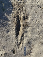 Dipodomys deserti