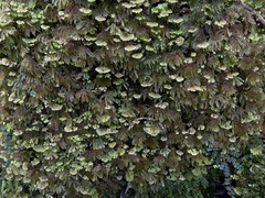 Hypopterygiaceae