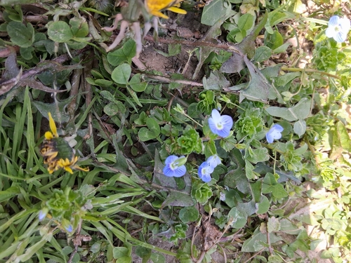 bird's-eye speedwell