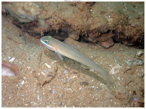Valenciennea strigata