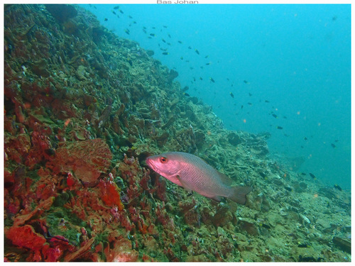Lutjanus argentimaculatus