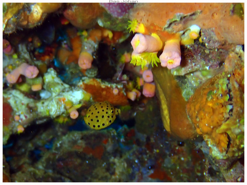Ostracion cubicum
