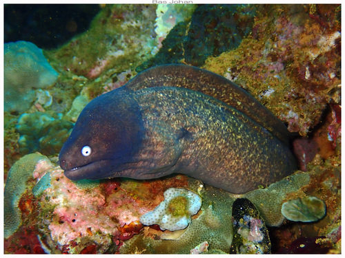 Gymnothorax thyrsoideus