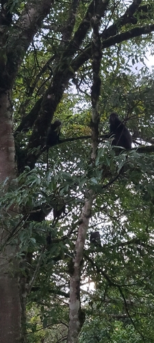 Blue Monkey