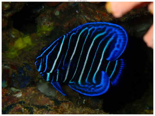 Pomacanthus sexstriatus