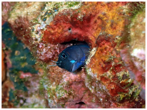 Ecsenius bicolor