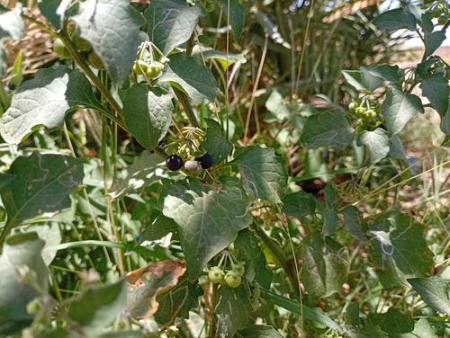 black nightshade
