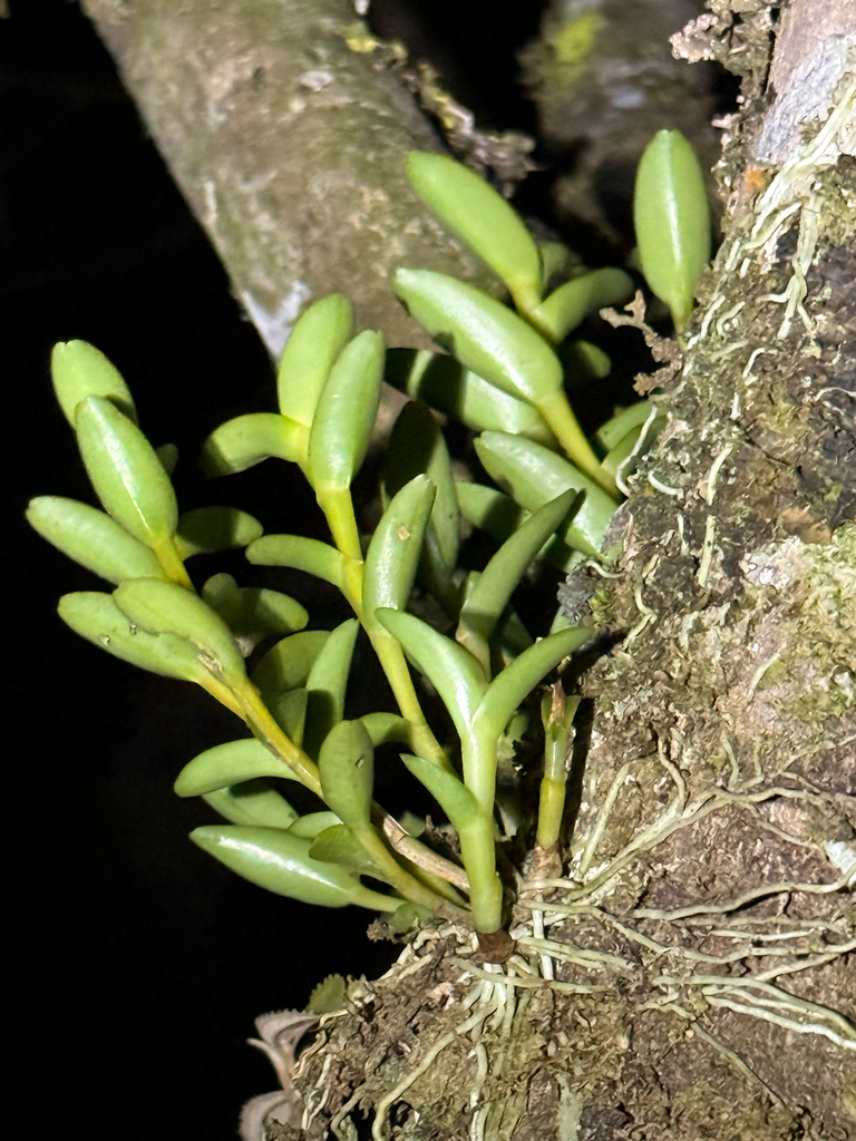 Epidendrum cardiophorum Schltr. 4