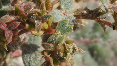 Chorizanthe corrugata