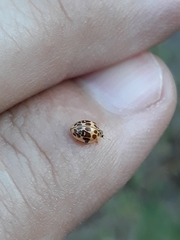 Psyllobora confluens