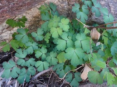 Aquilegia chrysantha