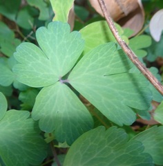 Aquilegia chrysantha