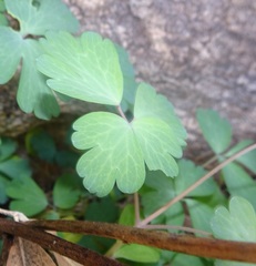 Aquilegia chrysantha