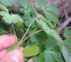 Aquilegia chrysantha
