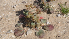Chorizanthe corrugata