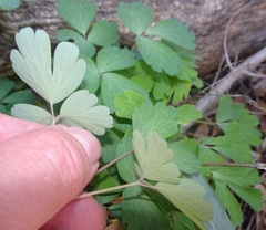 Aquilegia chrysantha