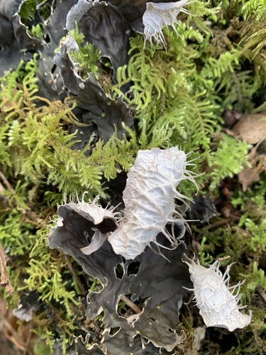 membranous pelt lichen