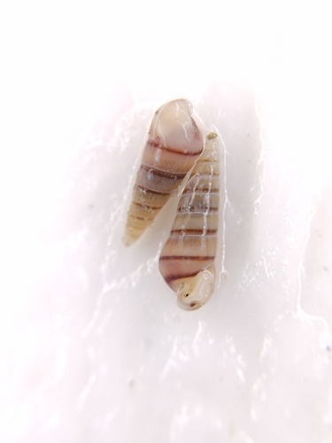 Tiberia pulchella, 2026-04-03