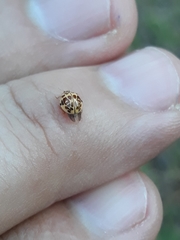 Psyllobora confluens