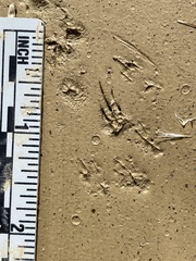 Perognathinae